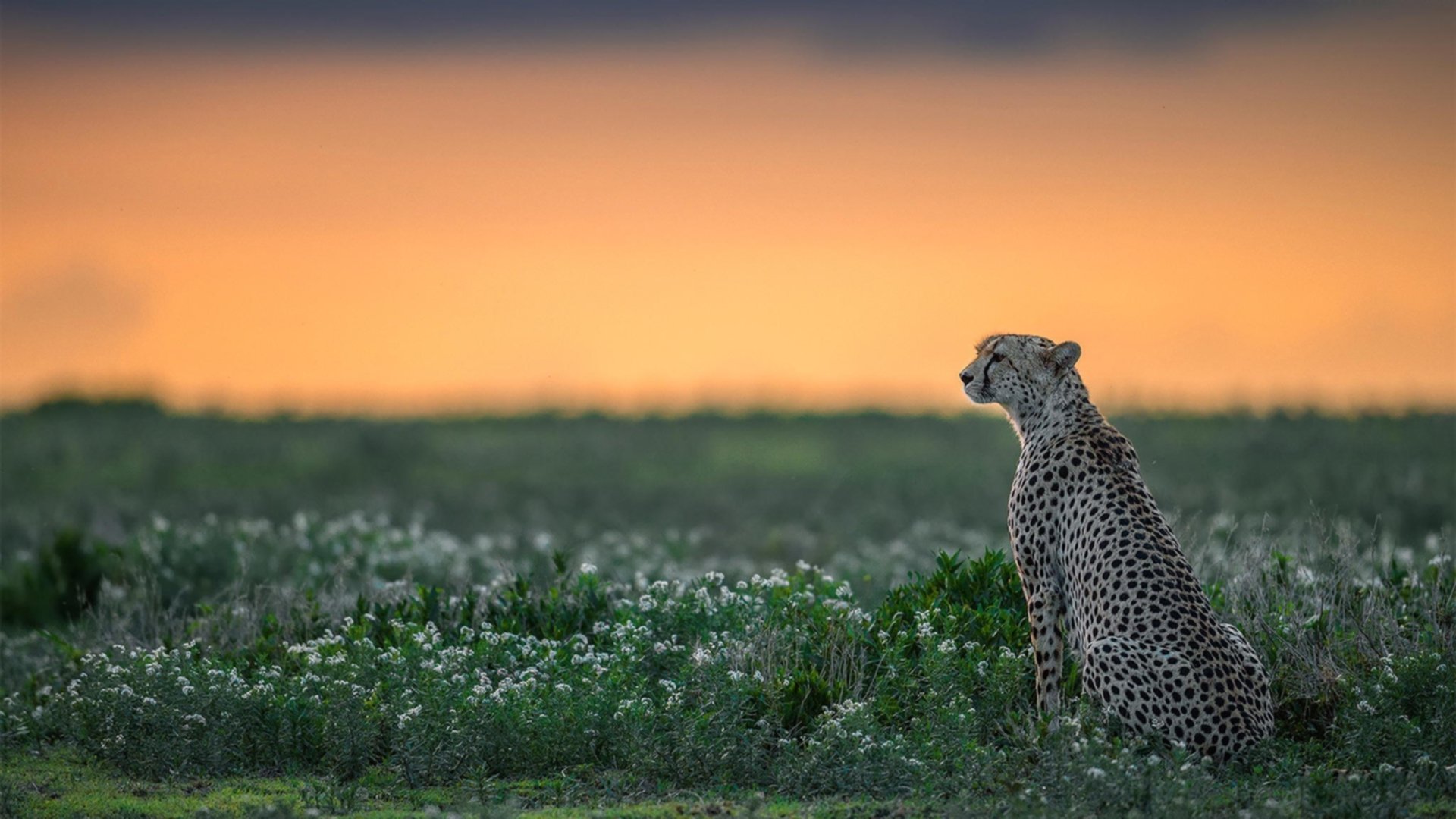 比利时队主帅马丁内斯：球队在欧洲杯中的表现令人失望，比利时主教练马丁内斯简介