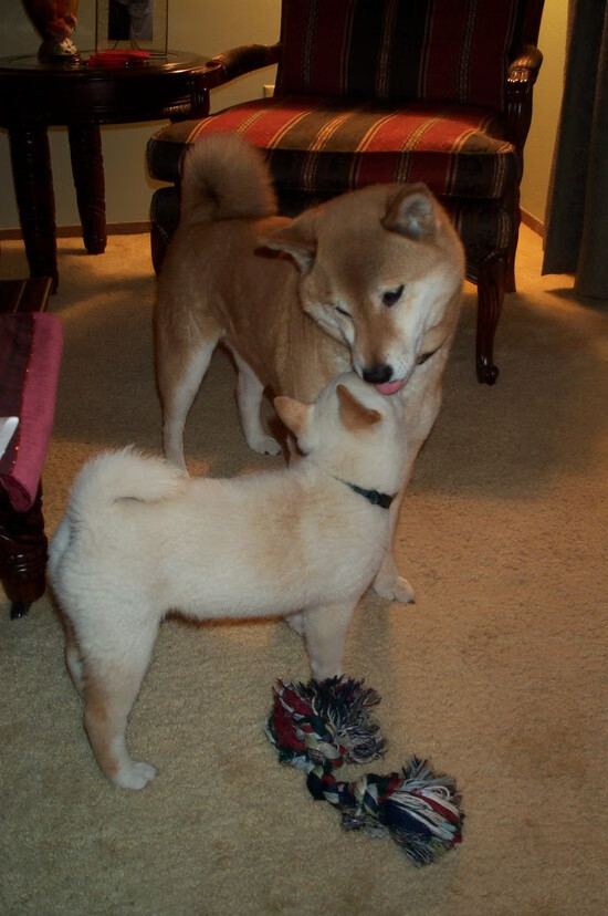 斯文·施瓦茨赛后总结:节奏感满意,施瓦茨fao