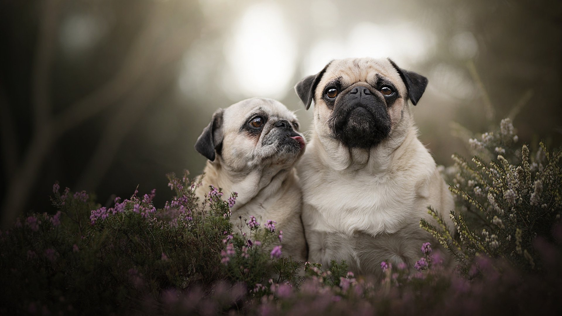 西甲攻防秀场:技巧、速度相融合!,西甲技术流