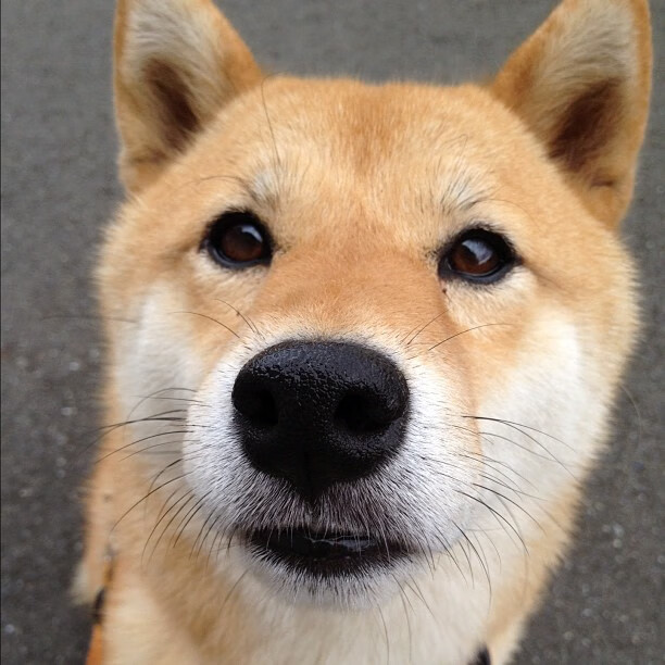 陈芋汐10米跳台决赛技术细节解析，跳水选手陈芋汐身高